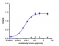 Anti-TNFRSF5 / CD40 Reference Antibody (Teneliximab)