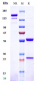 Anti-TNFRSF10B / TRAILR2 / CD262 Reference Antibody (drozitumab)