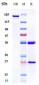 Anti-TNFRSF5 / CD40 Reference Antibody (dacetuzumab)