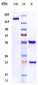 Anti-LAG3 / CD223 Reference Antibody (relatlimab)