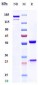 Anti-IL-23 Reference Antibody (guselkumab)