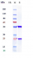 Anti-IL-23a Reference Antibody (risankizumab)