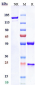 Anti-CD19 Reference Antibody (denintuzumab-MMAF)