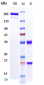 Anti-ERBB1 / EGFR / HER1 Reference Antibody (necitumumab)