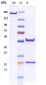 Anti-ERBB1 / EGFR / HER1 Reference Antibody (Chinese Mil.Med.Sci. patent anti-EGFR)