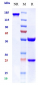 Anti-GDF15 / MIC1 Reference Antibody (ponsegromab)
