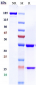 Anti-ERBB1 / EGFR / HER1 Reference Antibody (laprituximAb)