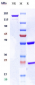 Anti-ERBB1 / EGFR / HER1 Reference Antibody (panitumumab)
