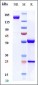 Anti-DLL4 Reference Antibody (navicixizumab)