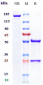 Anti-ANGPT2 Reference Antibody (nesvacumab)