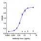 Anti-ANGPT2 Reference Antibody (nesvacumab)