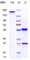Anti-B7-H3 / CD276 Reference Antibody (enoblituzumab)