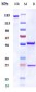 Anti-CXCR3 / GPR9 / CD183 Reference Antibody (Genzyme patent anti-CXCR3)