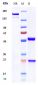 Anti-ERBB2 / HER2 / CD340 Reference Antibody (trastuzumab deruxtecan)