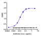 Anti-ERBB2 / HER2 / CD340 Reference Antibody (trastuzumab deruxtecan)