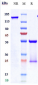 Anti-ERBB2 / HER2 / CD340 Reference Antibody (pertuzumab)