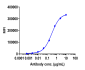 Anti-ERBB2 / HER2 / CD340 Reference Antibody (pertuzumab)