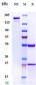 Anti-ERBB3/ HER3 Reference Antibody (patritumab deruxtecan)