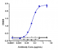 Anti-ERBB3/ HER3 Reference Antibody (patritumab deruxtecan)