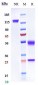 Anti-HGF / SF Reference Antibody (rilotumumab)