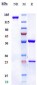 Anti-IL-5 Reference Antibody (mepolizumab)