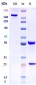 Anti-IL-7Ra / CD127 Reference Antibody (lusvertikimab)