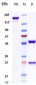 Anti-IL-33 Reference Antibody (etokimab)