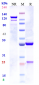 Anti-IL-33 Reference Antibody (tozorakimab)