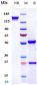 Anti-FAP Reference Antibody (sibrotuzumab)