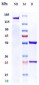 Anti-MUC1 Reference Antibody (clivatuzumab)