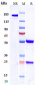 Anti-Nectin-4 Reference Antibody (enfortumab vedotin-ejfv)