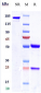 Anti-Nectin-4 Reference Antibody (enfortumab)