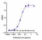Anti-TIGIT Reference Antibody (tiragolumab)
