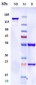 Anti-Amyloid Beta Reference Antibody (donanemab)