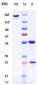 Anti-DLK1 Reference Antibody (LIV-1205)