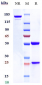 Anti-IL-3Ra / CD123 Reference Antibody (talacotuzumab)