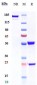 Anti-IL-5Ra/ CD125 Reference Antibody (benralizumab)