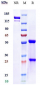 Anti-PCSK9 Reference Antibody (evolocumab)