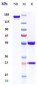 Anti-PCSK9 Reference Antibody (alirocumab)