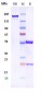 Anti-TPBG Reference Antibody (PF-06263507)
