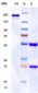 Anti-AA2AR / Adenosine A2aR Reference Antibody (3F6-9G5)