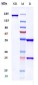 Anti-ALCAM / CD166 Reference Antibody (praluzatamab)