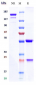 Anti-TNFSF7 / CD27L / CD70 Reference Antibody (cusatuzumab)