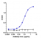 Anti-TNFSF7 / CD27L / CD70 Reference Antibody (cusatuzumab)