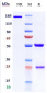 Anti-ANGPTL3 Reference Antibody (evinacumab)