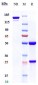 Anti-AXL / UFO Reference Antibody (tilvestamab)