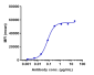 Anti-AXL / UFO Reference Antibody (tilvestamab)