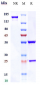 Anti-AXL / UFO Reference Antibody (enapotamab)