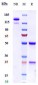 Anti-FcRn (FCGRT & B2M) Reference Antibody (batoclimab)