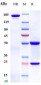 Anti-B7-H4 / VTCN1 Reference Antibody (alsevalimab)